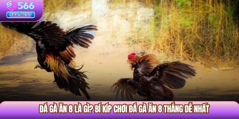 Đá Gà Ăn 8 Là Gì? Bí Kíp Chơi Đá Gà Ăn 8 Thắng Dễ Nhất
