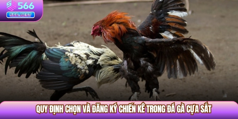 Quy định chọn và đăng ký chiến kê trong đá gà cựa sắt