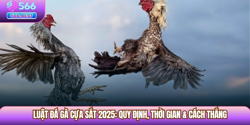 Luật Đá Gà Cựa Sắt 2025: Quy Định, Thời Gian & Cách Thắng