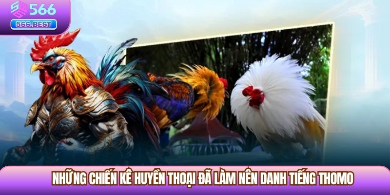 Những chiến kê huyền thoại đã làm nên danh tiếng Thomo